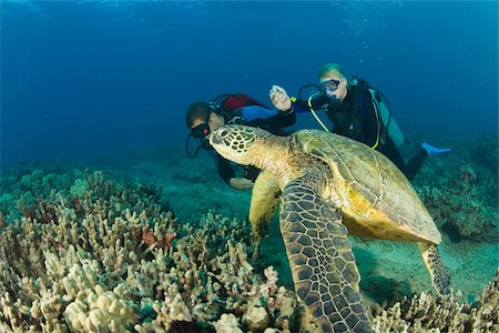 female scuba diver - Sea turtle and divers Stock Photo - Premium Royalty-Free, Code: 614-02679557