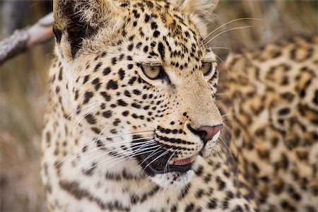 panthère - Leopard Photographie de stock - Premium Libres de Droits, Code: 614-02679595