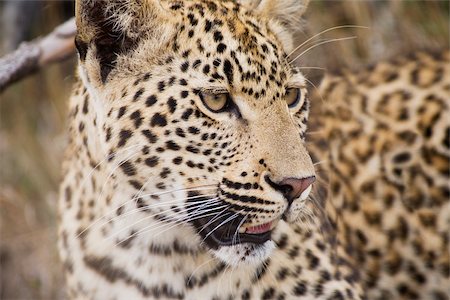 reserva de caza sabi sands - Leopard Foto de stock - Sin royalties Premium, Código: 614-02679595