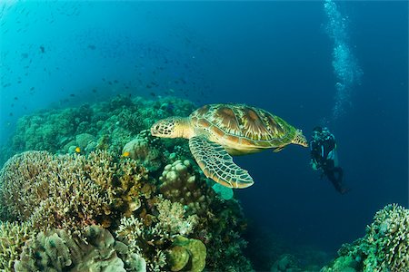 simsearch:614-03784249,k - Sea turtle and scuba diver Fotografie stock - Premium Royalty-Free, Codice: 614-02679593