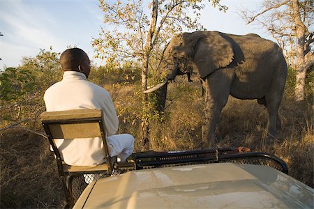 reserva de caza sabi sands - Tracker looking at african elephant Foto de stock - Sin royalties Premium, Código: 614-02679614