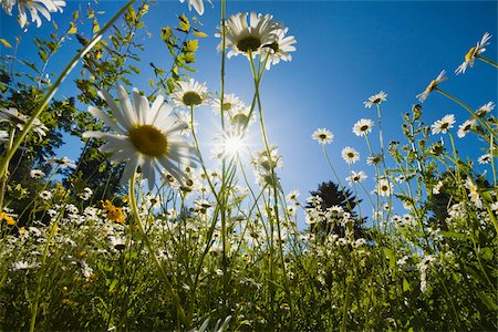 daisies photography - Fleurs en plein soleil Photographie de stock - Premium Libres de Droits, Code: 614-02739839