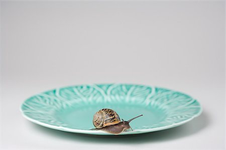 snail - Snail on a plate Foto de stock - Sin royalties Premium, Código: 614-02740389