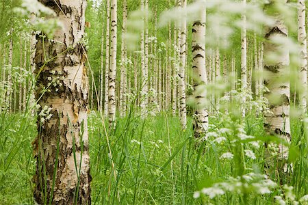 Forest of birch trees Foto de stock - Royalty Free Premium, Número: 614-02762759