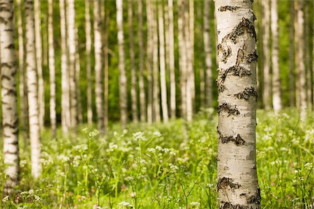 Forest of birch trees Foto de stock - Royalty Free Premium, Número: 614-02762767