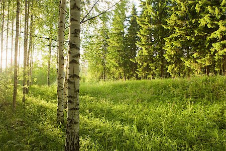 Forest of birch trees Foto de stock - Royalty Free Premium, Número: 614-02762760