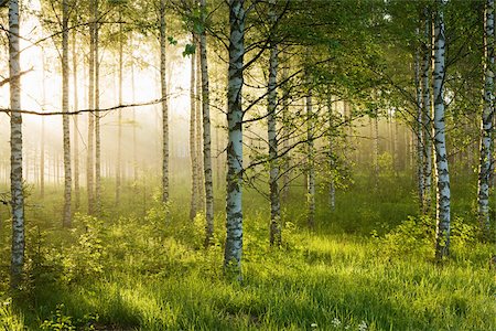 Sunlight in forest of birch trees Foto de stock - Royalty Free Premium, Número: 614-02762762