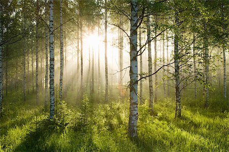 Lumière du soleil dans la forêt de bouleaux Photographie de stock - Premium Libres de Droits, Code: 614-02762763