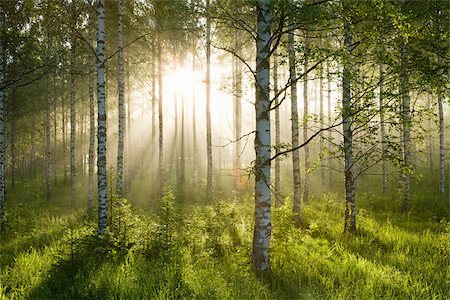 Sunlight in forest of birch trees Foto de stock - Royalty Free Premium, Número: 614-02762763