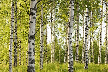 Forest of birch trees Foto de stock - Royalty Free Premium, Número: 614-02762771