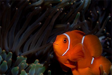 Close-up of anemone fish. Stock Photo - Premium Royalty-Free, Code: 614-02837447