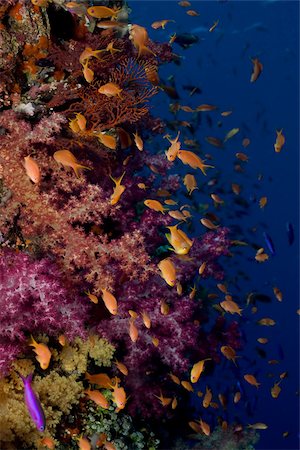 Anthias and soft coral. Stock Photo - Premium Royalty-Free, Code: 614-02837440