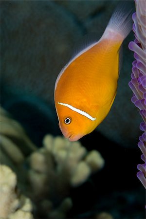 simsearch:614-02837540,k - Close-up of anemone fish. Foto de stock - Sin royalties Premium, Código: 614-02837442