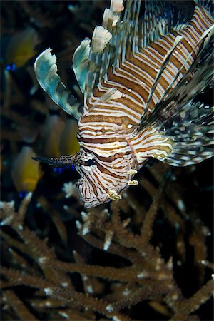 simsearch:614-03551499,k - Lionfish on the reef. Stock Photo - Premium Royalty-Free, Code: 614-02837459