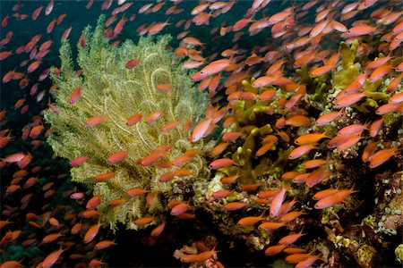 Reef scene with schooling fish. Stock Photo - Premium Royalty-Free, Code: 614-02837466