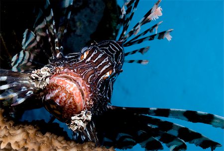 peixe-escorpião - Close-up of lionfish. Foto de stock - Royalty Free Premium, Número: 614-02837469