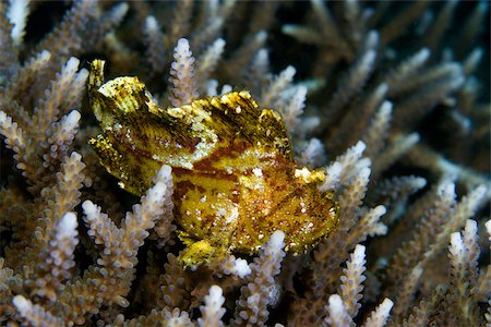 simsearch:614-03551499,k - Leaf scorpionfish on coral. Stock Photo - Premium Royalty-Free, Code: 614-02837471