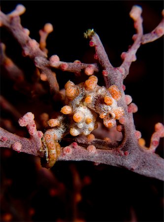 simsearch:614-02837769,k - Pygmy seahorse on gorgonian. Stock Photo - Premium Royalty-Free, Code: 614-02837486