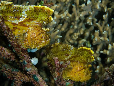 simsearch:614-06044217,k - Paar Blatt Scorpionfish. Stockbilder - Premium RF Lizenzfrei, Bildnummer: 614-02837482