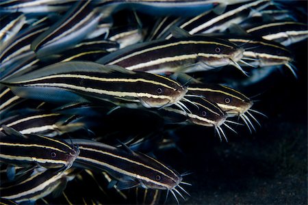 simsearch:614-02837759,k - Striped catfish in school. Foto de stock - Sin royalties Premium, Código: 614-02837483