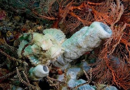 simsearch:614-02837777,k - Poisson scorpion sur le récif de corail. Photographie de stock - Premium Libres de Droits, Code: 614-02837497