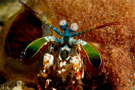 simsearch:614-02837551,k - Close-up of Mantis Shrimp. Fotografie stock - Premium Royalty-Free, Codice: 614-02837490