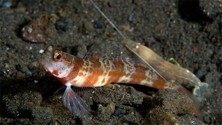 simsearch:614-03551499,k - Blind shrimp with shrimp goby. Stock Photo - Premium Royalty-Free, Code: 614-02837492