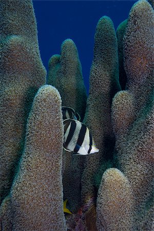 Poisson-papillon de corail de la borne. Photographie de stock - Premium Libres de Droits, Code: 614-02837520