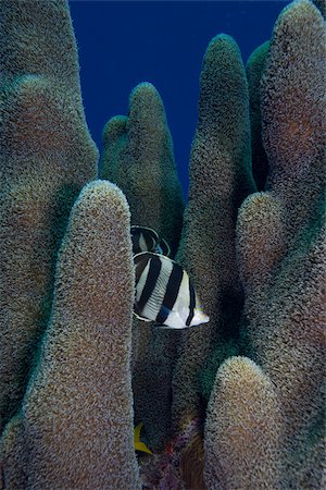 roatan - Butterfly fish in pillar coral. Foto de stock - Royalty Free Premium, Número: 614-02837520