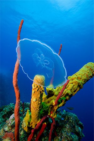 Méduse de lune près de récifs coralliens. Photographie de stock - Premium Libres de Droits, Code: 614-02837539