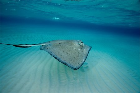 simsearch:614-02837540,k - Southern stingray in motion. Foto de stock - Sin royalties Premium, Código: 614-02837547