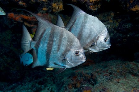 simsearch:614-02837551,k - Pair of Atlantic spadefish. Fotografie stock - Premium Royalty-Free, Codice: 614-02837553