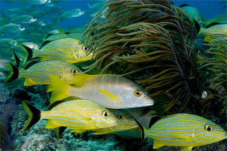 simsearch:614-02837537,k - Schooling fish on coral reef. Foto de stock - Royalty Free Premium, Número: 614-02837568