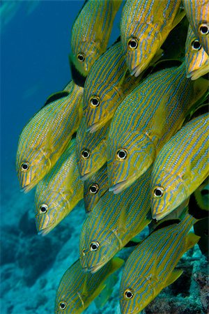symmetry in animal faces - Schooling fish. Stock Photo - Premium Royalty-Free, Code: 614-02837569