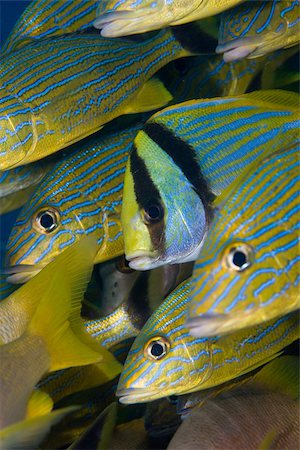 symmetry in animal faces - Schooling fish. Stock Photo - Premium Royalty-Free, Code: 614-02837574