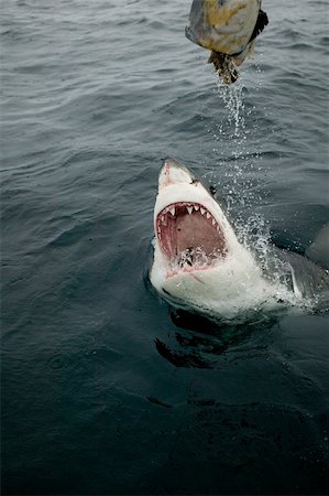 Great white shark and bait. Stock Photo - Premium Royalty-Free, Code: 614-02837594