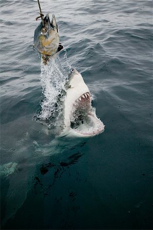 simsearch:614-06044301,k - Great white shark and bait. Stock Photo - Premium Royalty-Free, Code: 614-02837595