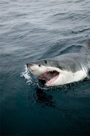 Grand requin blanc. Photographie de stock - Premium Libres de Droits, Code: 614-02837596