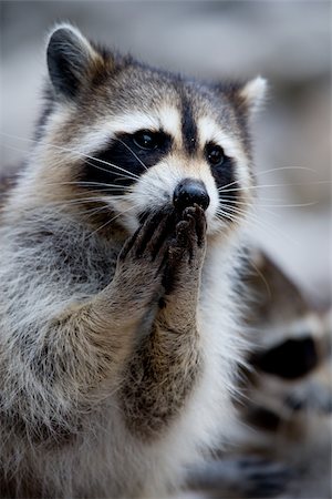 procione - Close-up of raccoon. Fotografie stock - Premium Royalty-Free, Codice: 614-02837638