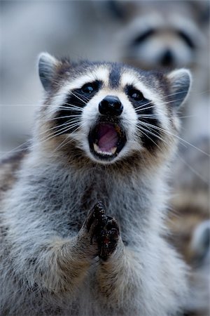 Close-up of raccoon. Foto de stock - Sin royalties Premium, Código: 614-02837639