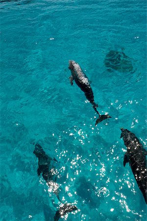 pod (group of animals) - Dolphin at the surface. Foto de stock - Sin royalties Premium, Código: 614-02837641