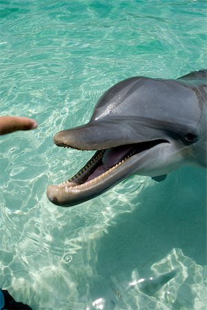 simsearch:614-02837653,k - Close-up of Bottlenose dolphin. Stock Photo - Premium Royalty-Free, Code: 614-02837656