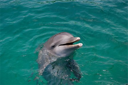 roatan - Atlantic bottlenose dolphin. Foto de stock - Royalty Free Premium, Número: 614-02837658