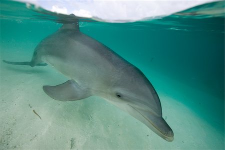 roatan - Atlantic bottlenose dolphin. Foto de stock - Royalty Free Premium, Número: 614-02837652