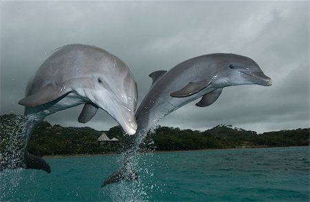 simsearch:614-02837759,k - Dolphins leaping from water. Foto de stock - Sin royalties Premium, Código: 614-02837653