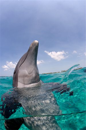 simsearch:614-06623325,k - Atlantic bottlenose dolphin. Foto de stock - Sin royalties Premium, Código: 614-02837677