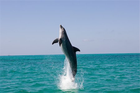 dolphins jumping - Du saut du Dauphin. Photographie de stock - Premium Libres de Droits, Code: 614-02837686