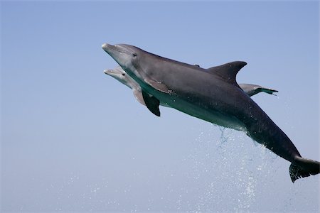 dolphins jumping - Du saut du Dauphin. Photographie de stock - Premium Libres de Droits, Code: 614-02837683