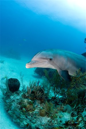 dauphin à gros nez - Grands dauphins sous l'eau. Photographie de stock - Premium Libres de Droits, Code: 614-02837696