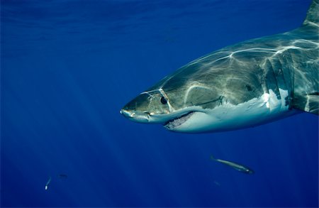 simsearch:614-02837659,k - Great white shark. Foto de stock - Sin royalties Premium, Código: 614-02837705